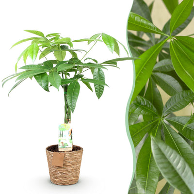 Geflochtener Pachira Geldbaum: 60-70cm, Topf 17cm