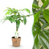 Geflochtener Pachira Geldbaum: 60-70cm, Topf 17cm Bild 1