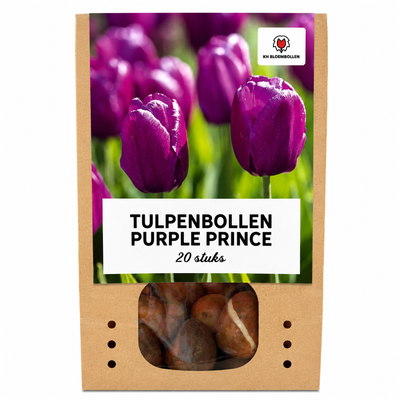 Tulpenbollen Purple Prince – 20 Stück | KH Bloembollen® | Paars-Violet Tulp – Krachtig & Koninklijk – Voor Tuin of Pot – Maat 11/12 – Vers van de Teler