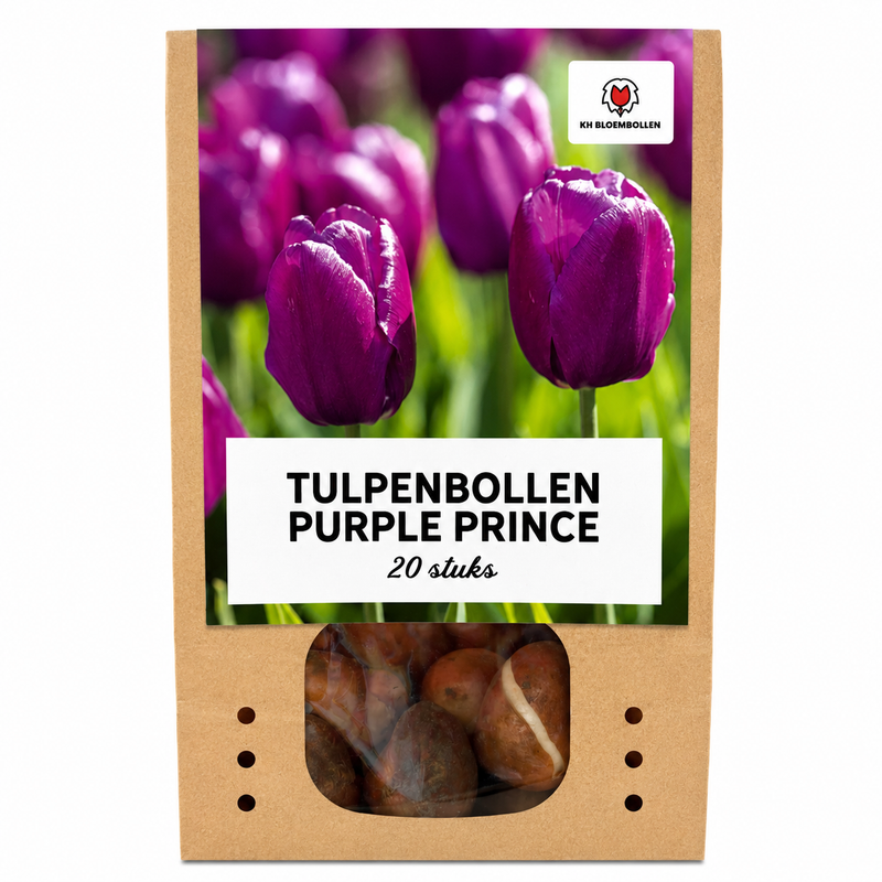 Lila Prinz Tulpenzwiebeln - 20 Stück | KH Bloembollen®
