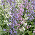 Green boutiQ - Perennial - Nepeta Tricolour - Catnip - Bee and butterfly attractors - Purple - Pink - White - 6 Plants - Pot 11cm - Height 15-25cm Bild 11