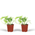 2x Epipremnum Aureum 'Golden Pothos' - 20cm Topf - pflegeleicht Bild 1
