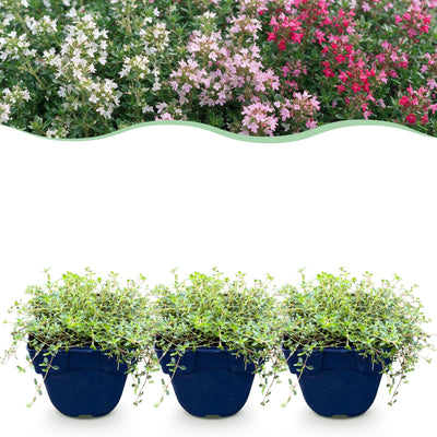 Green boutiQ - Stauden - Thymus Tricolour - Tym - Bodendecker - Rosa - Rot - Weiß - 12 Pflanzen - Topf 11cm - Höhe 15-25cm