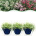 Green boutiQ - Stauden - Thymus Tricolour - Tym - Bodendecker - Rosa - Rot - Weiß - 12 Pflanzen - Topf 11cm - Höhe 15-25cm Bild 1