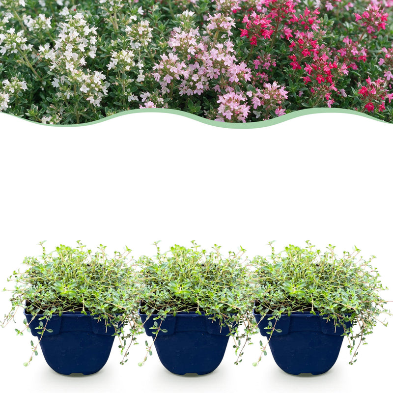 Green boutiQ - Stauden - Thymus Tricolour - Tym - Bodendecker - Rosa - Rot - Weiß - 12 Pflanzen - Topf 11cm - Höhe 15-25cm