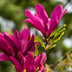 Magnolia Susan Strauch, dunkelrosa Blüten, pflegeleicht, Topf 17cm Bild 4