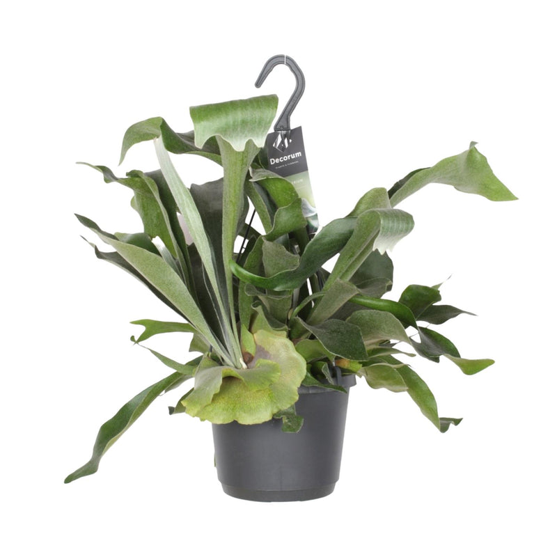 Geweihfarn 'Platycerium Bifurcatum' exotische Zimmerpflanze 17cm Topf