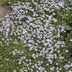 48x Isotoma fluviatilis: Blauer Sternteppich Bodendecker für Ihren Garten Bild 5