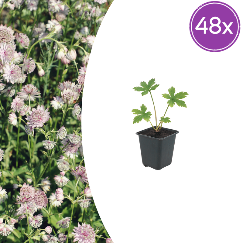 48x Astrantia major (Greater Masterwort) in a 9cm pot, 10-25cm high
