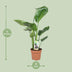 Strelitzia Nicolai - Bird of Paradise Plant, Ø17cm, ↕60cm Bild 2