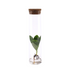 Clusia Hydroponik Pflanze im Röhrenglas, Ø5cm, ↕15cm Bild 1