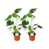 Monstera Deliciosa: Set of 2, Ø14cm pot, 45cm high Bild 1