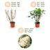 3x Hydrangea Limelight, Schneeballhortensie, winterhart, 20-30cm Bild 4