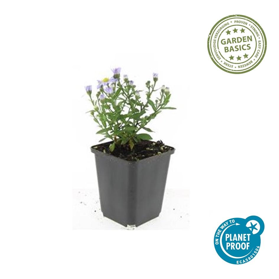 12x Aster 'Prof. Anton Kippenberg' - Lila Herbstblumen