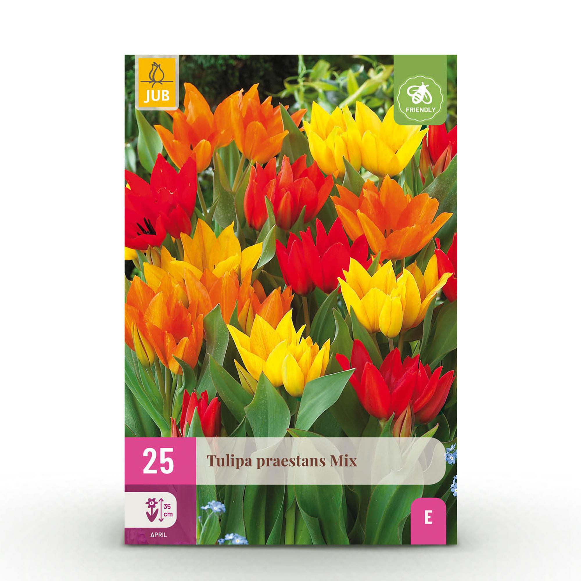 GreenboutiQ - Blumenzwiebeln - Tulp Praestans Mix - Bulbs Hardy Perennial - Verschiedene Farben - 25 Stück - Zwiebelgröße 8/9 - XXL Pack