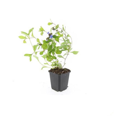12x Blaue Kriechmoderkampagne (Ceratostigma plumbaginoides) 10-25cm
