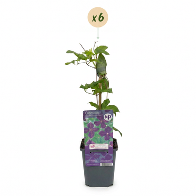 6x Clematis Viticella Polish Spirit - Lila Kletterpflanze Ø9cm ↕35cm