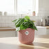 Philodendron Scandens im rosa ELHO Vibes Topf (14 cm) Bild 3