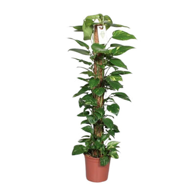Epipremnum Pinnatum Mosstok 120cm: Üppige Zimmerpflanze für Ihr Zuhause