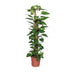 Epipremnum Pinnatum Mosstok 120cm: Üppige Zimmerpflanze für Ihr Zuhause Bild 2