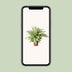 Dieffenbachia Vesuvius - XL Zimmerpflanze Ø27cm - ↕80cm Bild 5