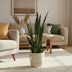 Sansevieria Zeylanica - Ø17cm - ↕75cm - Luftreinigende Eleganz Bild 2