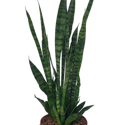 Sansevieria Zeylanica - Ø17cm - ↕75cm - Luftreinigende Eleganz