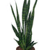 Sansevieria Zeylanica - Ø17cm - ↕75cm - Luftreinigende Eleganz Bild 1