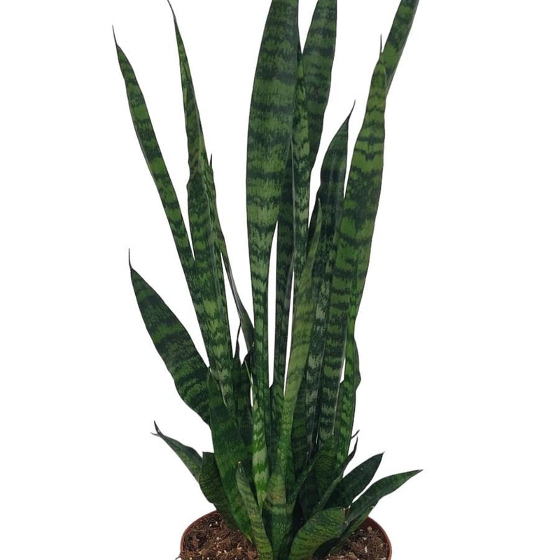 Sansevieria Zeylanica - Ø17cm - ↕75cm - Luftreinigende Eleganz