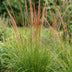 Green boutiQ - Gräser - Molinia caer. Heidebraut - Rohrbinse - Mit Blüte - Grün - 24 Pflanzen - Topf 11cm - Höhe 15-25cm Bild 5