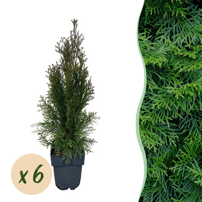 GreenboutiQ Thuja Smaragd, 6 Heckenpflanzen, immergrün, 60cm