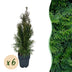 GreenboutiQ Thuja Smaragd, 6 Heckenpflanzen, immergrün, 60cm Bild 1