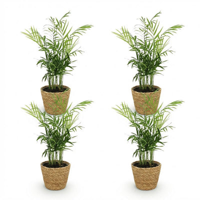 Goldpalme (Chamaedorea elegans) - 4 Pflanzen inkl. Körbe