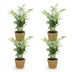 Areca Palm (Chamaedorea elegans) - 4 plants including baskets Bild 2