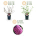 Buddleja davidii Pink Delight - 3x Schmetterlingsflieder, 45cm, Pink Bild 4