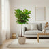 Ficus Lyrata Stamm 130 cm - Eleganter Geigenfeige für Ihr Zuhause Bild 3