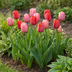 40x Tulipa Pink - Red Zwiebeln: Rosa-rote Frühlingsblüher (10/12) Bild 2