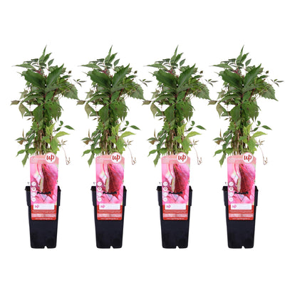 Wildwein 'Engelmannii' Rankpflanze, ↨65cm, Ø15cm
