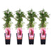 Virginia Creeper 'Engelmannii' climbing plant, ↨65cm, Ø15cm Bild 1