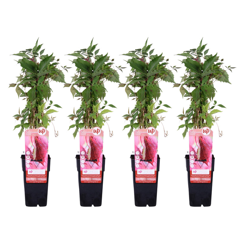 Virginia Creeper 'Engelmannii' climbing plant, ↨65cm, Ø15cm