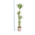 Dracaena Deremensis White Stripe, Große Zimmerpflanze, 170-190cm Bild 2