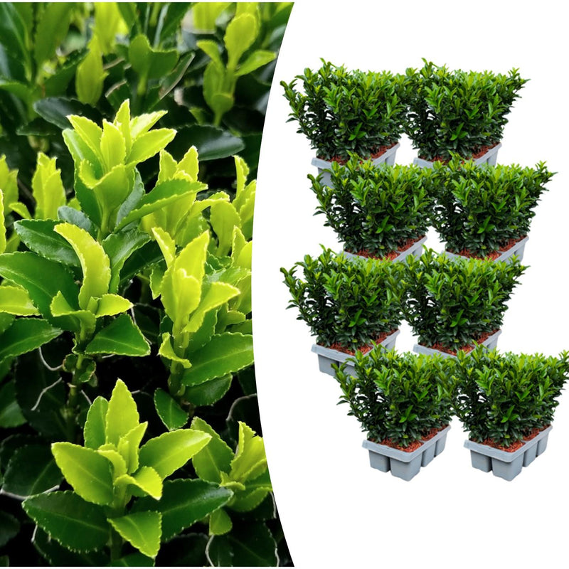 Dracaena surculosa