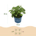 Hydrangea Endless Summer The Bride - Winter-Hardy, White Hydrangea, 14cm Pot Bild 3