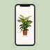 Dieffenbachia Mars: Exotische & pflegeleichte Zimmerpflanze (17cm Topf) Bild 5