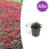Acaena microphylla 'Kupferteppich' - 48 Stück (10-25cm) Bild 1