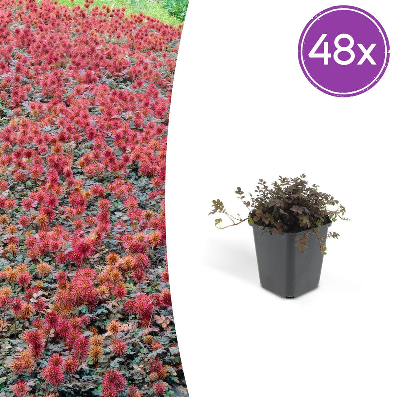 Acaena microphylla 'Kupferteppich' - 48 Stück (10-25cm)