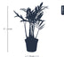 Chamaedorea elegans 'Baby' – Small Parlor Palm for Your Home Bild 3
