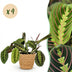 Green boutiQ Maranta Fascinator Tricolour Zimmerpflanze, 4er Set, 12cm Topf Bild 1