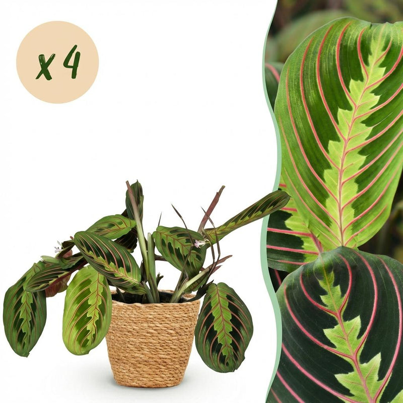 Green boutiQ Maranta Fascinator Tricolour Zimmerpflanze, 4er Set, 12cm Topf
