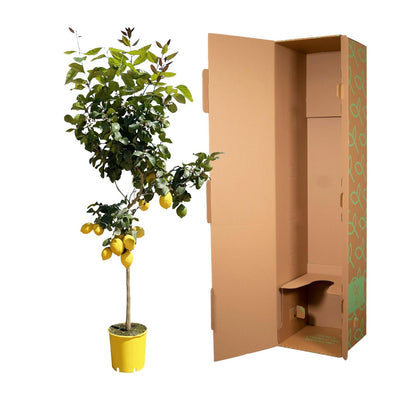 Zitronenbaum - 150 cm - ø30